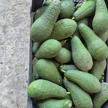 Avokado Kasasında 8 Kilo Eksik, Teslimat Kayıtları Yanlış Ve İmzasız