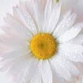 Royal Math Uygulamasında Seviye 3496 Sonrası Alanlar Açılmıyor Ve Wi-Fi Hatası