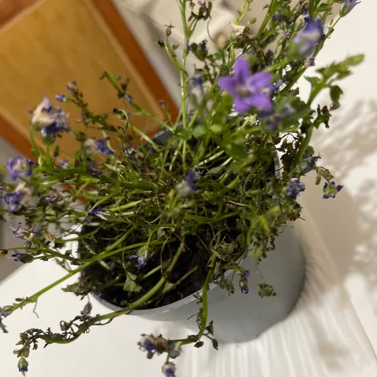 Migros Sanal Market’ten Gelen Kökli Saksı Bitkisi Solmuş Ve İade İmkânı Yok