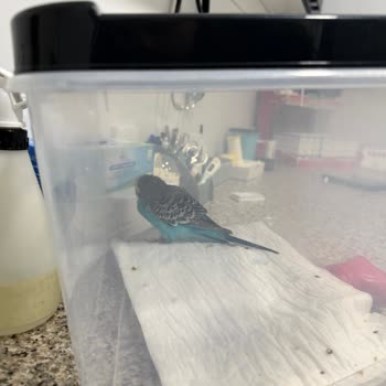 Veteriner Klinikte Aşırı Ücretli İlaç Ve İletişimsizlik Şikayeti