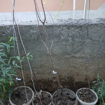 Kurumuş Ürünler Ve Sürekli Ertelenen Yeniden Gönderim Şikayetim