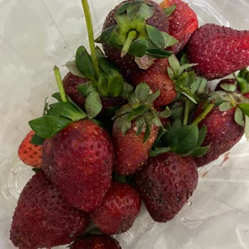 Bozuk Meyveler Ve İade Talebi Restorana Uyarı