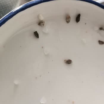 BİM Bind Active Bulaşık Makinesi Tuzunda Taşlar Çıktı: Kalite Kontrolü Ve Tazminat Talebi