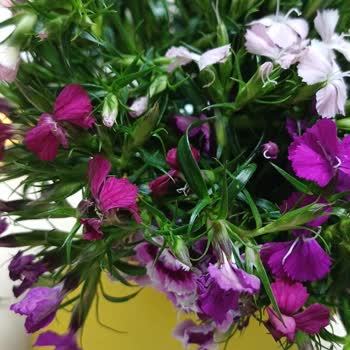 Sipariş Edilen Çiçeğin Yerine Solmuş Ve Görsele Uymayan Ürün Gönderildi