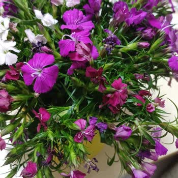 Sipariş Edilen Çiçeğin Yerine Solmuş Ve Görsele Uymayan Ürün Gönderildi