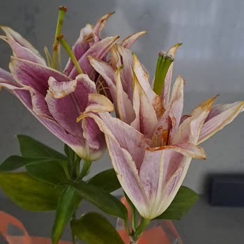 Taze Çiçek'ten Çürük Aranjman Ve Cevapsız Müşteri Hizmeti