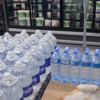 BİM Mağazasında Sokak Kedisi Beslenmesi Çalışanların Umursamazlığı