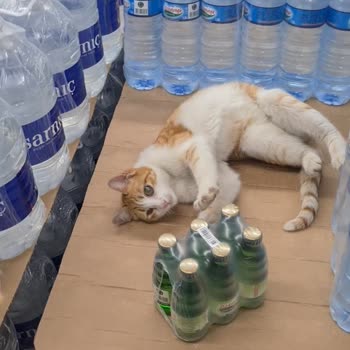 BİM Mağazasında Sokak Kedisi Beslenmesi Çalışanların Umursamazlığı