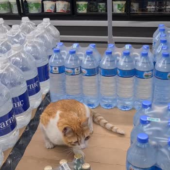 BİM Mağazasında Sokak Kedisi Beslenmesi Çalışanların Umursamazlığı