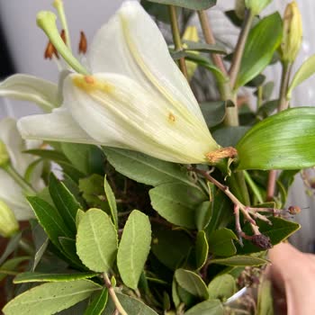 Sarı Yaldızlı Cam Vazoda Çiçekler Solmuş Ve Eksik