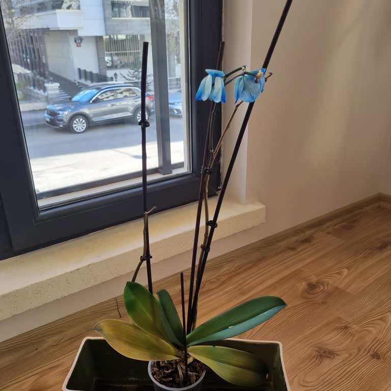 Ankara Bauhaus'tan Aldığım Orkide Kısa Sürede Soldu Ve Ücret İadesi Talep Ediyorum