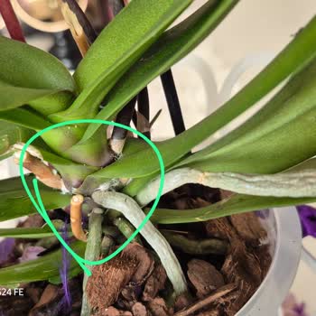 İstanbul Çiçekleri'nden Böcekli Orkide Şikayeti Ve Tam Çözüm Talebi