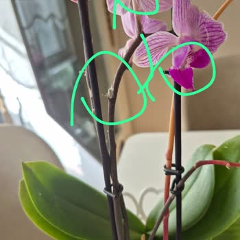 İstanbul Çiçekleri'nden Böcekli Orkide Şikayeti Ve Tam Çözüm Talebi