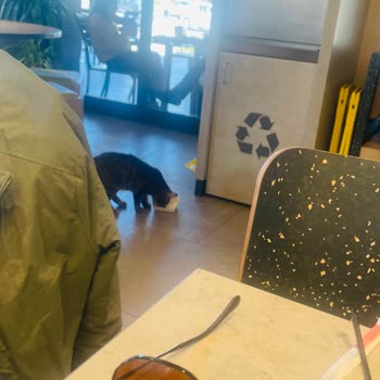 İzmir Girne Şubesinde Çalışan Dikkatsizliği Nedeniyle Telefon Hasarı Ve Hijyen İhlali