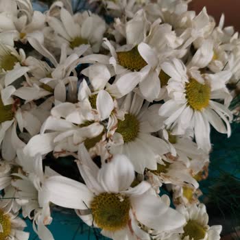 Teslim Edilen Papatya Buketi Solmuş Ve Kahverengileşmiş