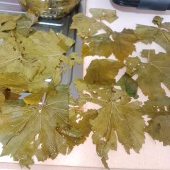 Ayıplı Üzüm Yaprağı Ve Satıcıdan Cevapsızlık