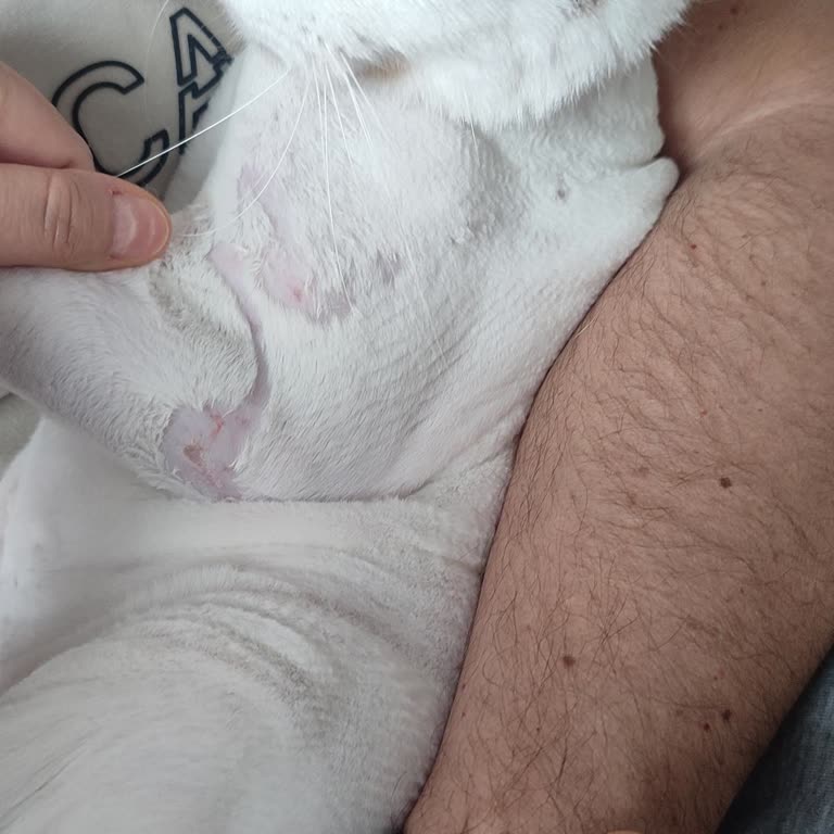 Veteriner Klinikte Dikkatsiz Tıraş Nedeniyle Kedimde Cilt Tahrişi