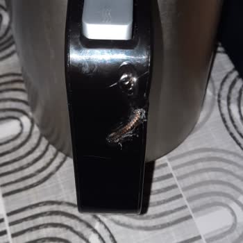 Arzum Çaycı Modelinde Aşırı Isınma Ve Sap Erimesi Güvenlik Riski