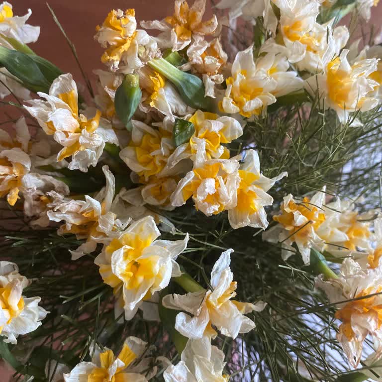 Hızlı Çiçek’ten Gelen Nergis Çiçeğinin Hızlı Solması Ve Çözüm Odaklı Olmayan Müşteri Hizmetleri