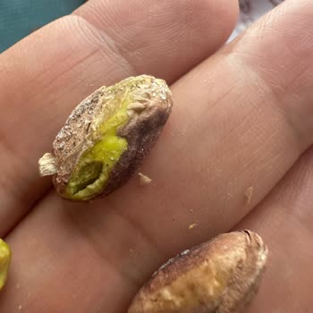 Açılış Günündeki Bayat Ve Küflü Fıstık Satışı