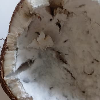 Şok Market’te Küflü Hindistan Cevizi Satışı