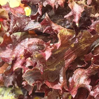 Tavuk Dünyası'nda Çamurlu Marul Hijyen İhlali Ve İade Talebi