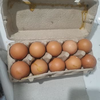 BİM Şubesinde Bozuk Yumurtalar Nedeniyle Geri Dönüşsüz Mağduriyet Ve Tazminat Talebi