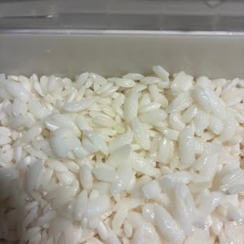 Yayla Baldo Pirinçte Homojen Olmayan Tane Boyutları