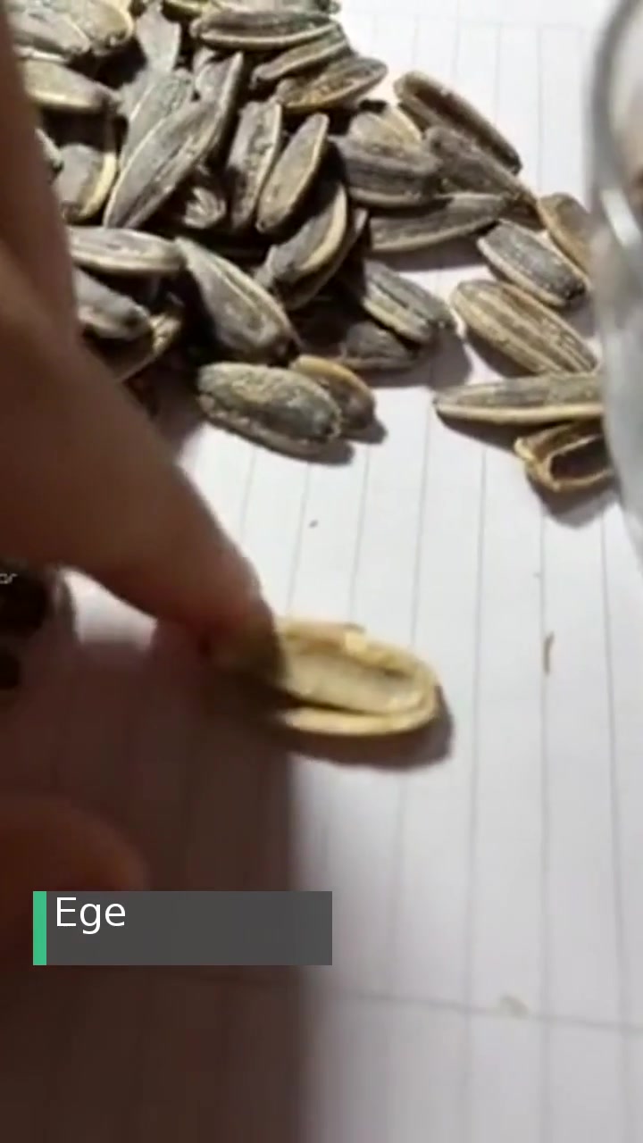 Gold Harvest Kuruyemiş Çekirdek İçinde Bir Şey Çıktı videonun kapak resmi