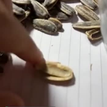 Gold Harvest Kuruyemiş Çekirdek İçinde Bir Şey Çıktı