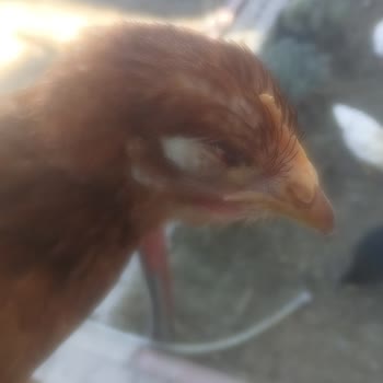 Aktaş Yarka Piliç Satın Aldım Teslim Edildiği Ertesi Gün Hayvanlar Ölmeye Başladı