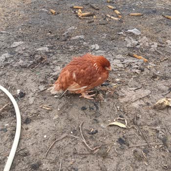 Aktaş Yarka Piliç Satın Aldım Teslim Edildiği Ertesi Gün Hayvanlar Ölmeye Başladı