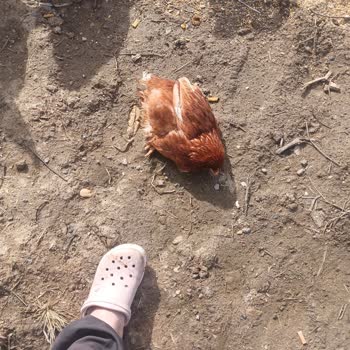 Aktaş Yarka Piliç Satın Aldım Teslim Edildiği Ertesi Gün Hayvanlar Ölmeye Başladı