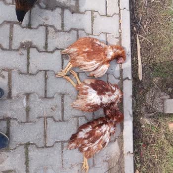 Aktaş Yarka Piliç Satın Aldım Teslim Edildiği Ertesi Gün Hayvanlar Ölmeye Başladı