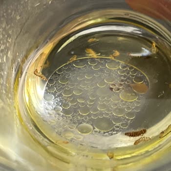 Piyale Boncuk Makarnada Kurtlar Bulundu