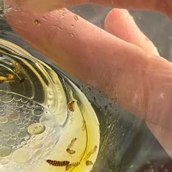 Piyale Boncuk Makarnada Kurtlar Bulundu