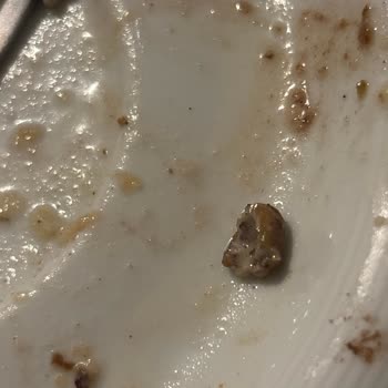 Baklavada Sert Yabancı Cisim Gıda Güvenliğini Tehdit Ediyor