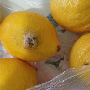 Ayvalık Migros Mağazasından Cevizlerde Kurtlu, Migros Hemen'den Limonlarda Küf