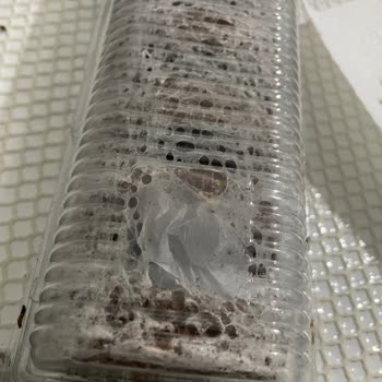 Ülker Halley Paketi İçinde Böcek Ve Güve Bulunması