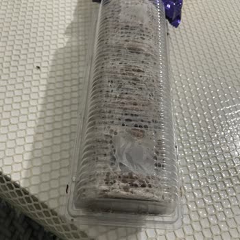 Ülker Halley Paketi İçinde Böcek Ve Güve Bulunması