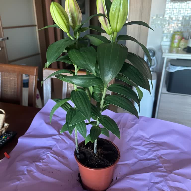 Hızlı Çiçek | Hizlicicek.com Sipariş Sayfasına Koydukları Çiçek Fotoğrafı İle Alakası Yok