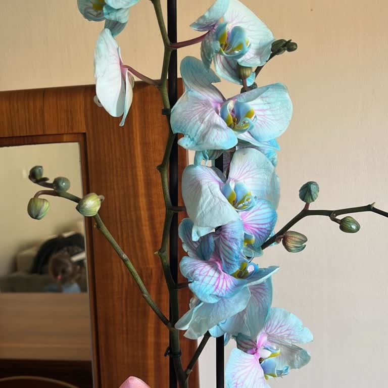 Hasarlı Orkidenin Teslimatı Ve İade Talebi