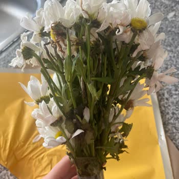 Küflü Hediye Çiçek Teslimatı Ve Çözüm Sunulmaması