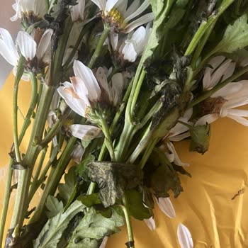 Küflü Hediye Çiçek Teslimatı Ve Çözüm Sunulmaması