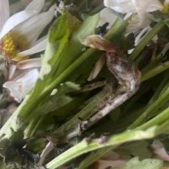 Küflü Hediye Çiçek Teslimatı Ve Çözüm Sunulmaması