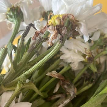 Küflü Hediye Çiçek Teslimatı Ve Çözüm Sunulmaması