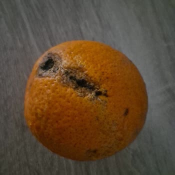 Şok Market’ten Çürük Meyveler İçin Ücret İadesi Talebi