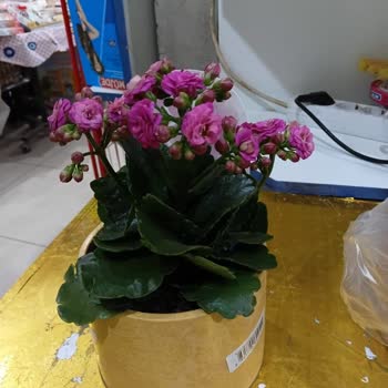 Migros Hemen Çiçeği Görselden Farklı Ve Özensiz Teslim Edildi