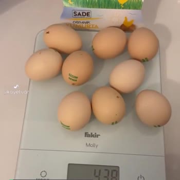 Sade Organik Orta Boy Yumurta Orta Boy Değil!
