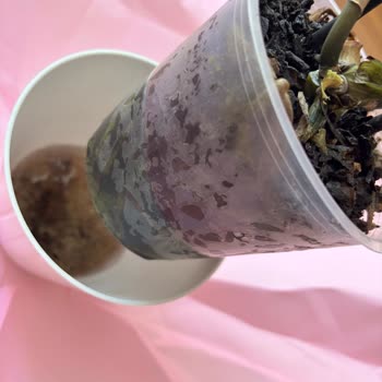 Çürük Orkide, Cevapsız Müşteri Hizmetleri Ve İade Talebi